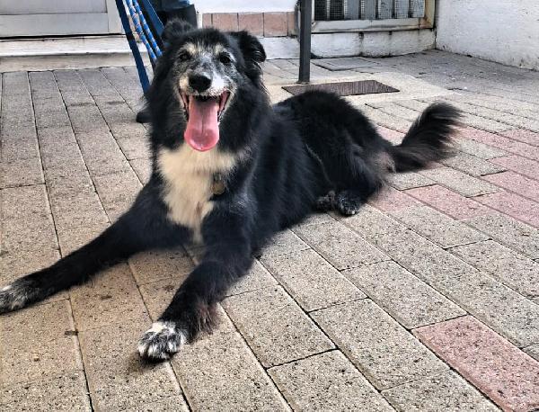 RINGO BELLISSIMO COLLIE Foto 6